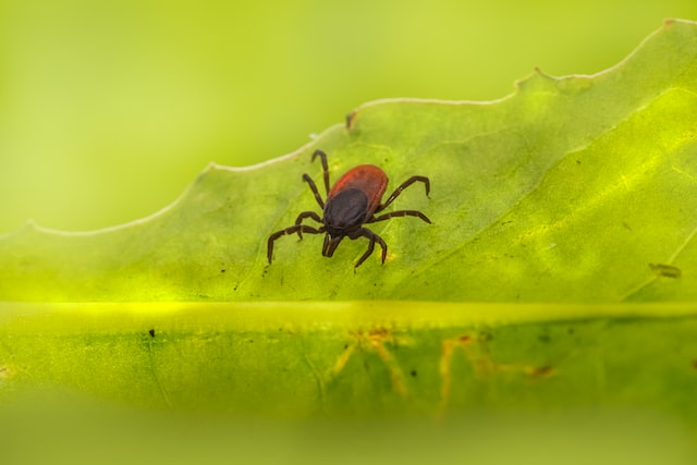 What Are Some Traditional Ways To Control Pests And Plant Diseases?
