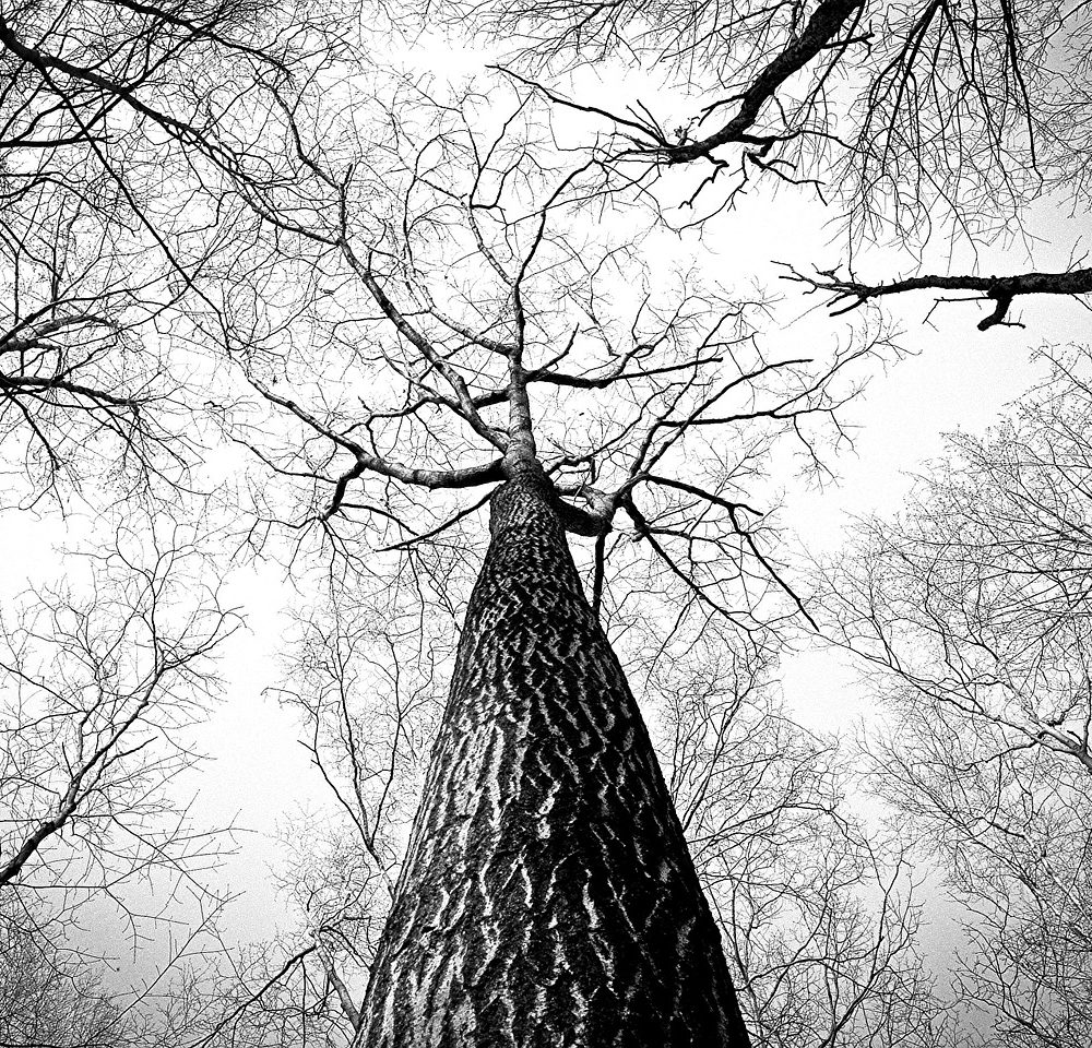 Tree Surgeons - Get Domestic